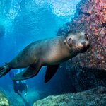 Snorkel with Galápagos sea lions on your trip to the Galápagos