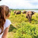 Enjoy a safari adventure in Wilpattu National Park