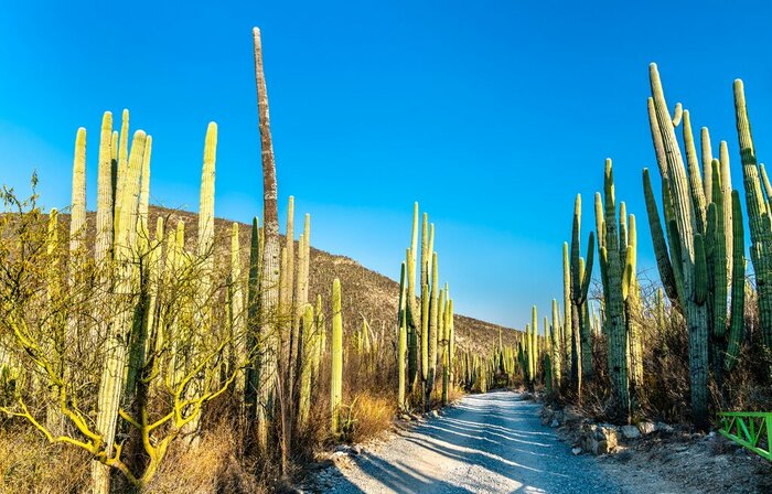 Path through the Cacti