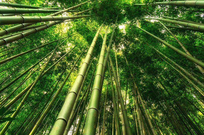 Sunchang Gochujang Village,  Damyan Bamboo Forest and   5.18 Memorial Park 