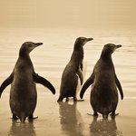 Discover New Zealand's diverse flora and fauna on this road trip