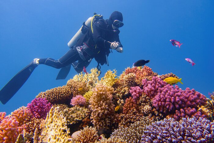 Go diving on the Great Barrier Reef