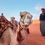 Go on two camel rides across the red desert landscape of the Wadi Rum 