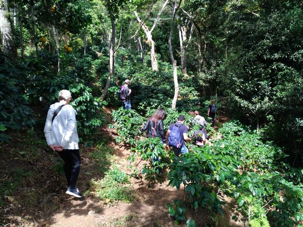 Matagalpa - Sustainable Farm Tour Selva Negra