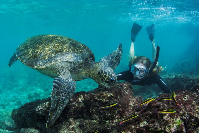 Snorkeling at Concha Perla (Private)