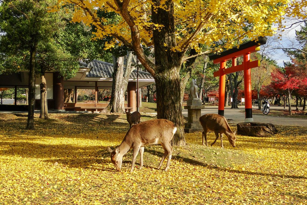 Deer and a Torii in a Nara Park