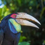 Spot hornbill birds around Temenggor Lake, Peninsular Malaysia