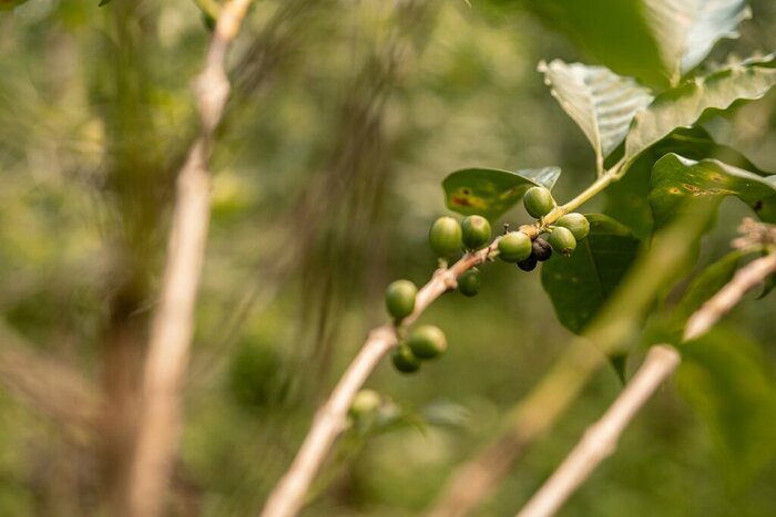 Organic Coffee Beans
