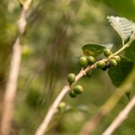 Organic Coffee Beans