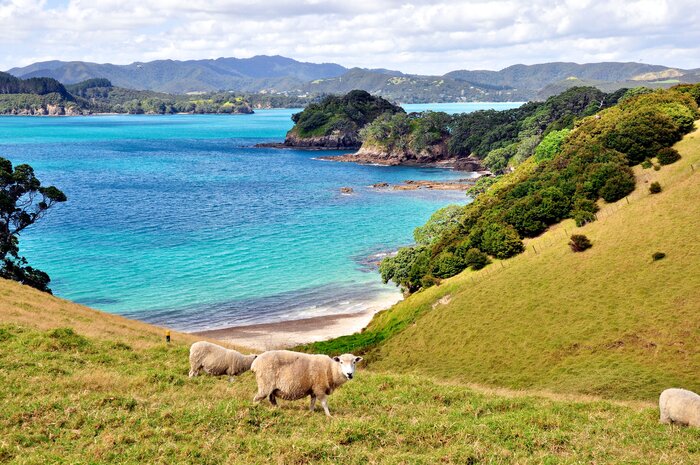 Experience the serene beauty of the Bay of Islands