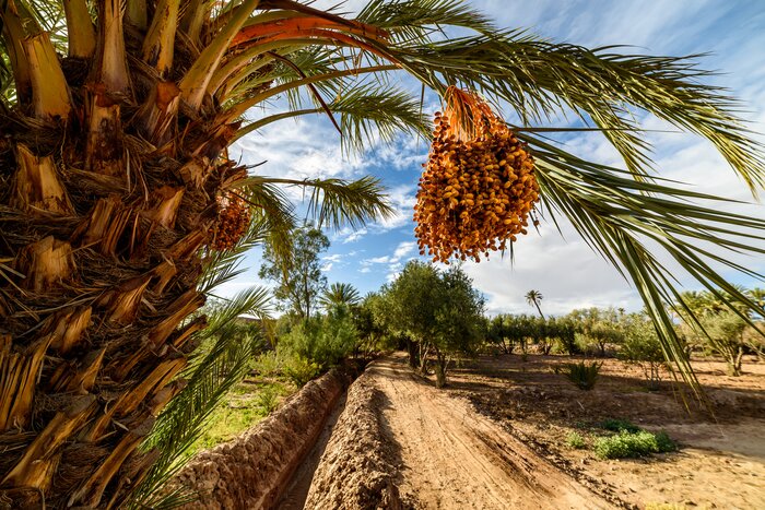 Dates ripen on a palm in Skoura