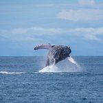 Whale & Dolphin Tour