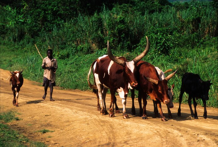 Learn to milk an Ankole cow in September