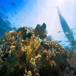 Kayak, swim, and snorkel the clear waters off of Belize's Southwest Caye
