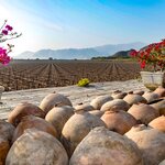 Learn about Peru's pisco production while staying in a luxury estate in desert wine country in Ica