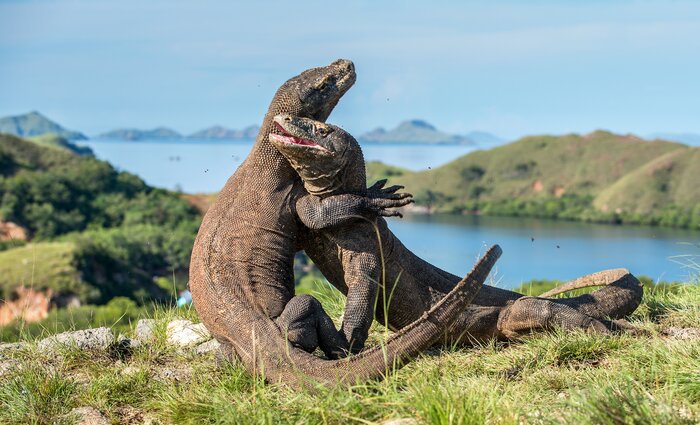 Island Hopping in Komodo Island