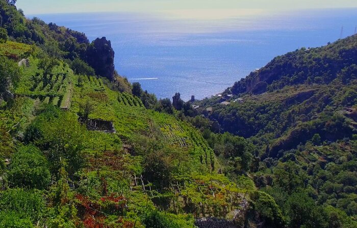Winery visit, wine tasting and lunch in the Amalfi Coast