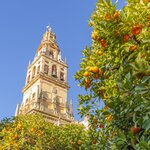 La Giralda rises above the orange trees surrounding the Seville Cathedral