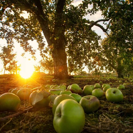 Orchard/ Cider tour with Tasting at an apple Farm in Armagh ( 2 hours) 
