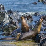 Hop between several unique islands in the Galapagos and meet the residents