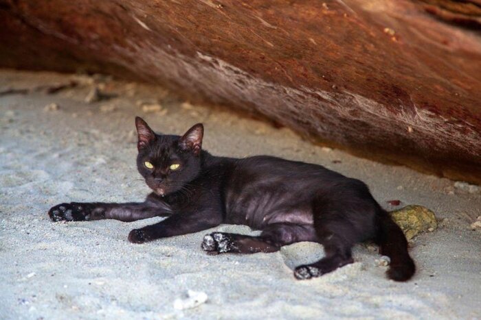 Khai Nok - Khai Nai ( Cat Island ) - Khai Nui by speed boat