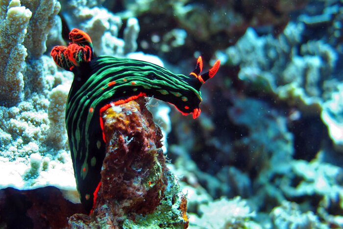 Diving in Pamilacan Island - 3 dives