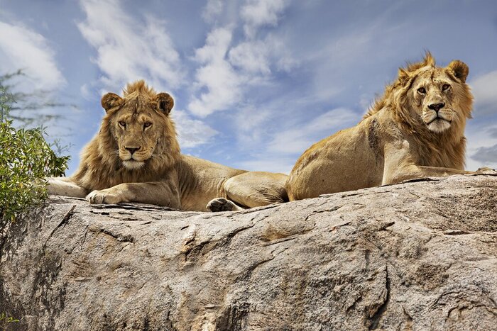 Experience the safari of a lifetime as you spot lions on the Serengeti plains