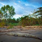 Count the crocs in Costa Rica's Tárcoles