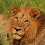 A male lion rests in Ruaha National Park 