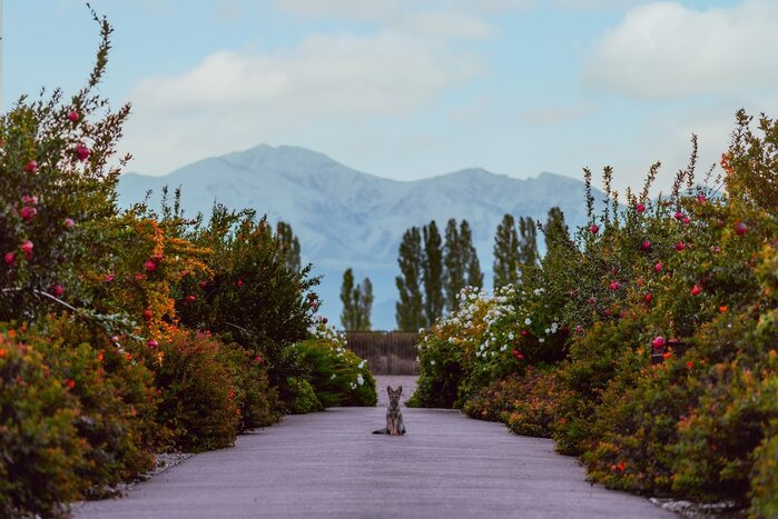 Stay at a wine estate at the foot of the Andes while exploring Mendoza (photo courtesy of Cavas Wine Lodge)