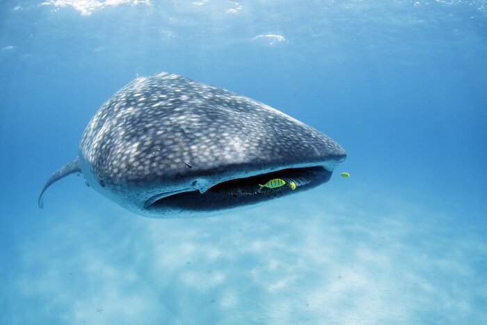 Swim with the whale sharks around Tanzania's Mafia Island in November