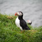  Puffin Tour Snæfellsnes Peninsula