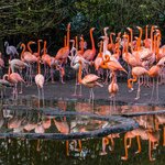 Flamingoes in the Galapagos