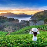 Rice paddy fields near Chiang Mai