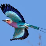 Glimpse a lilac-breasted roller in flight on this wildlife and bird-watching safari