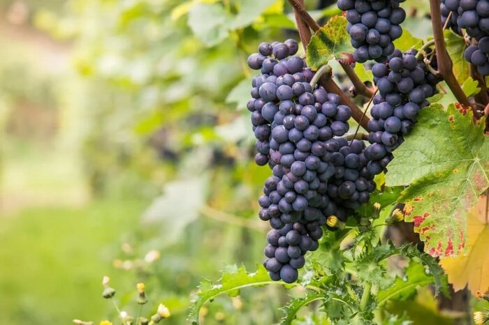 Half-day Wine Tour - Northern Rhone Valley 