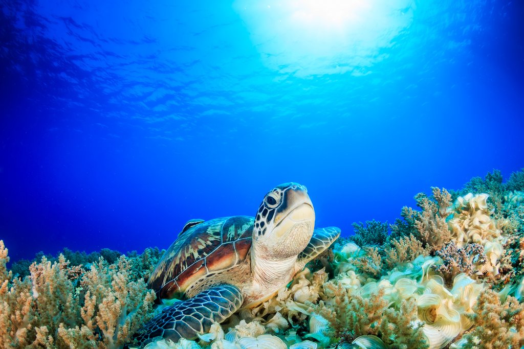 Keep your eyes peeled for sea turtles as you cruise through the ocean