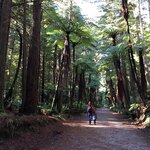 Hike in the Giant Redwoods forests in Rotorua, North Island, New Zealand
