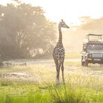 Enjoy game drives in South Africa's famous Sabi Sands Private Game Reserve