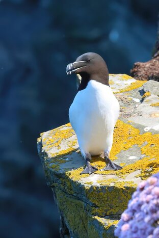 RSPB Dunnet Head