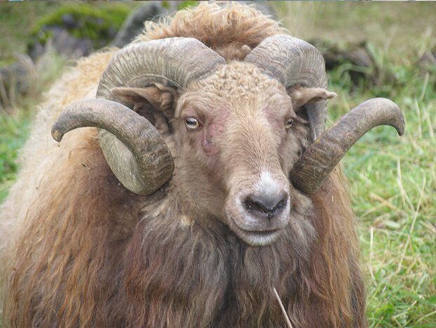 The Reykjavík Park and Zoo