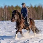 Have fun with the kids riding Icelandic horses