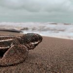 Leatherback turtle hatchling