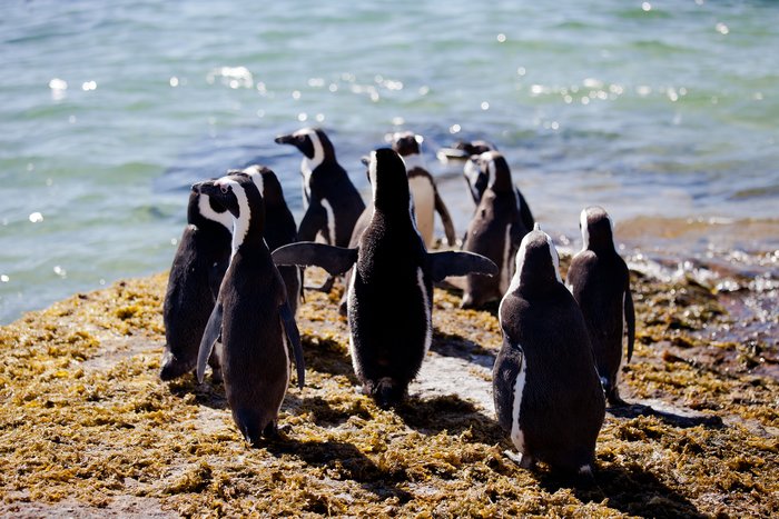 Cape Peninsula Tour