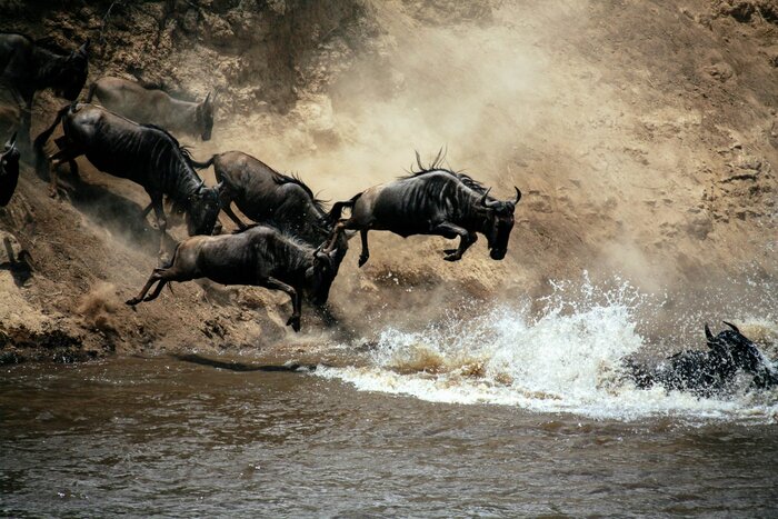 Full Day Safari Experience at Serengeti National Park