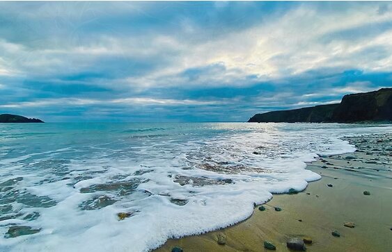 Guided edible Seaweed beach walk
