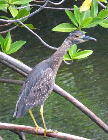 Isabela Island: Moreno Point