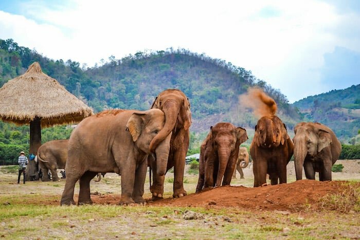 The second day at Elephant Nature Park - Elephant interaction (join-in activity)