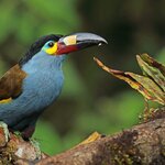Spot rare birds like the plate-billed mountain toucan in Mindo's cloud forest