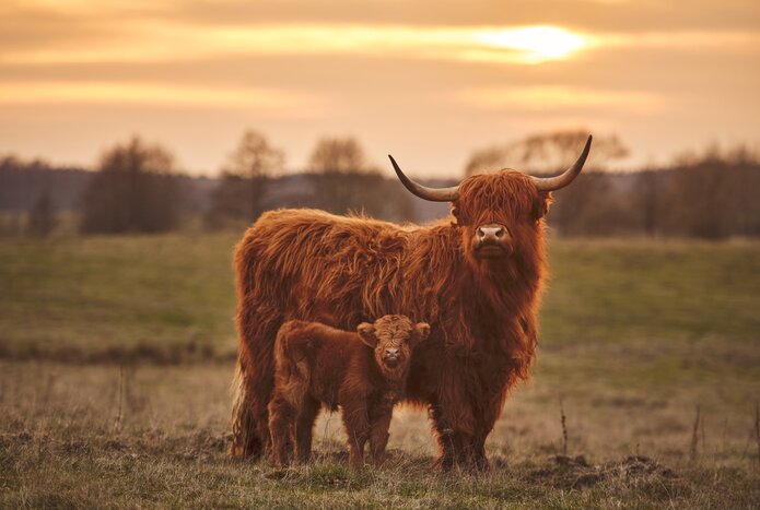 Highland Coo Tour
